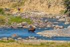 USA, Wyoming, Yellowstone National Park. Bison crossing stream. Art Print